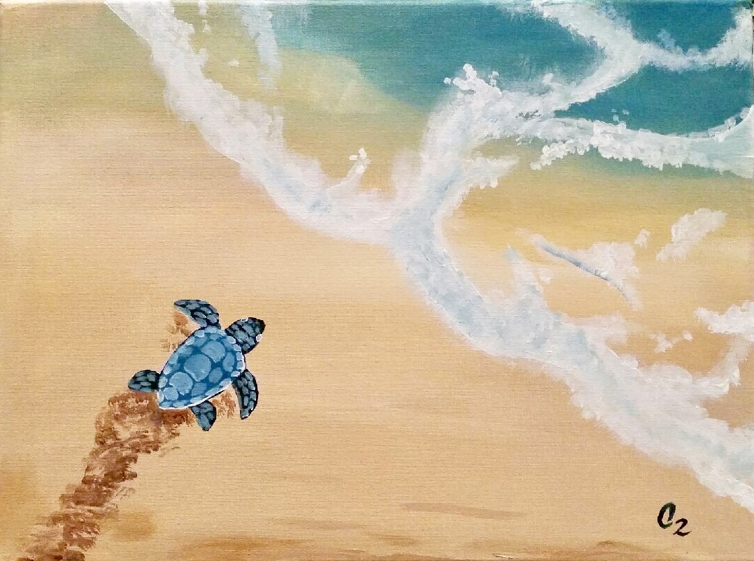 Turtle Tracks Studio Cellar Columbia, SC